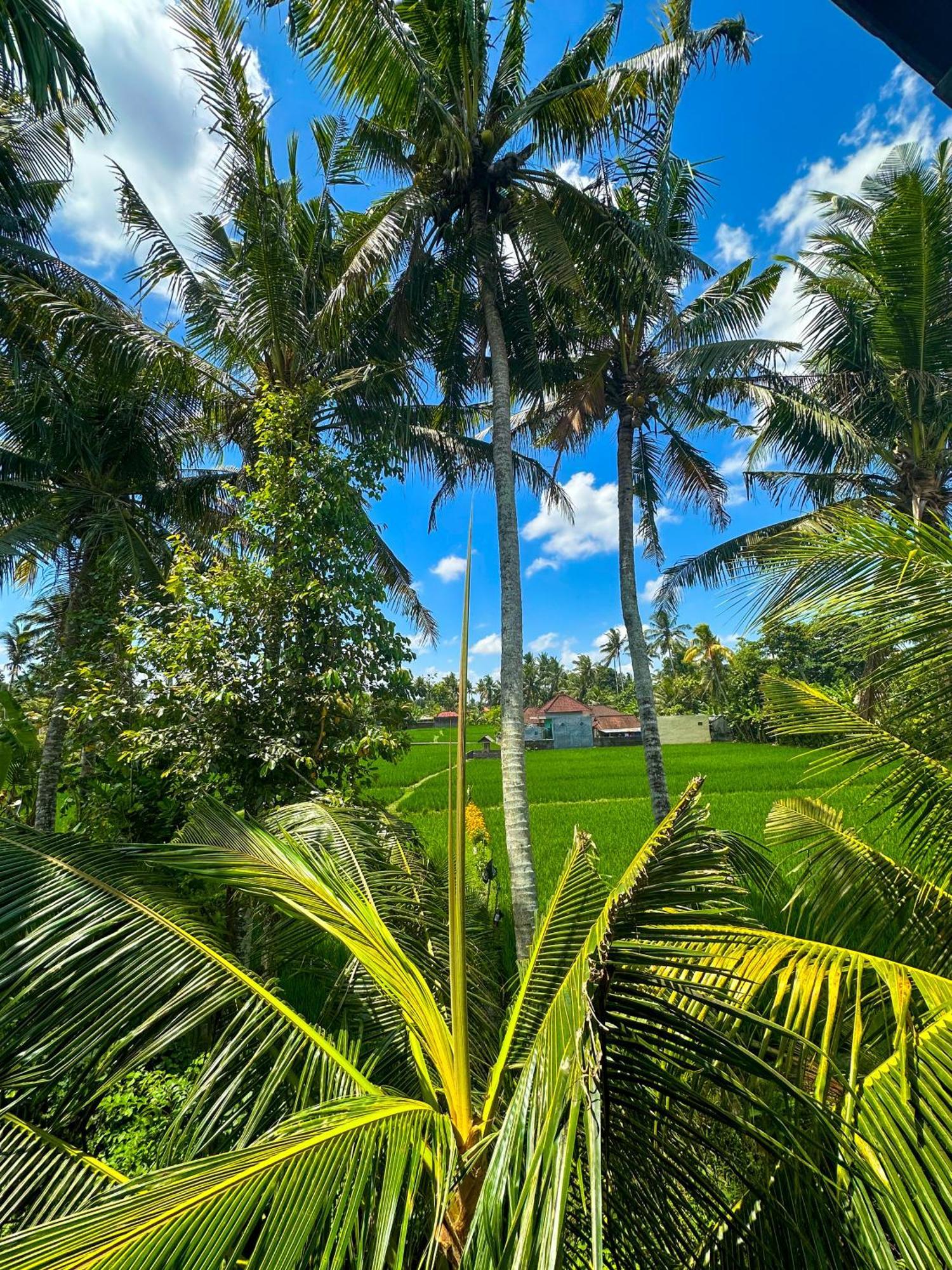Nunu Bali Eco Friendly Retreat Hotell Canggu Exteriör bild