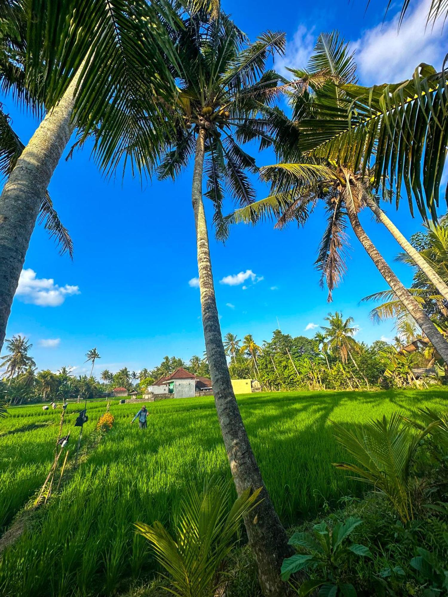 Nunu Bali Eco Friendly Retreat Hotell Canggu Exteriör bild