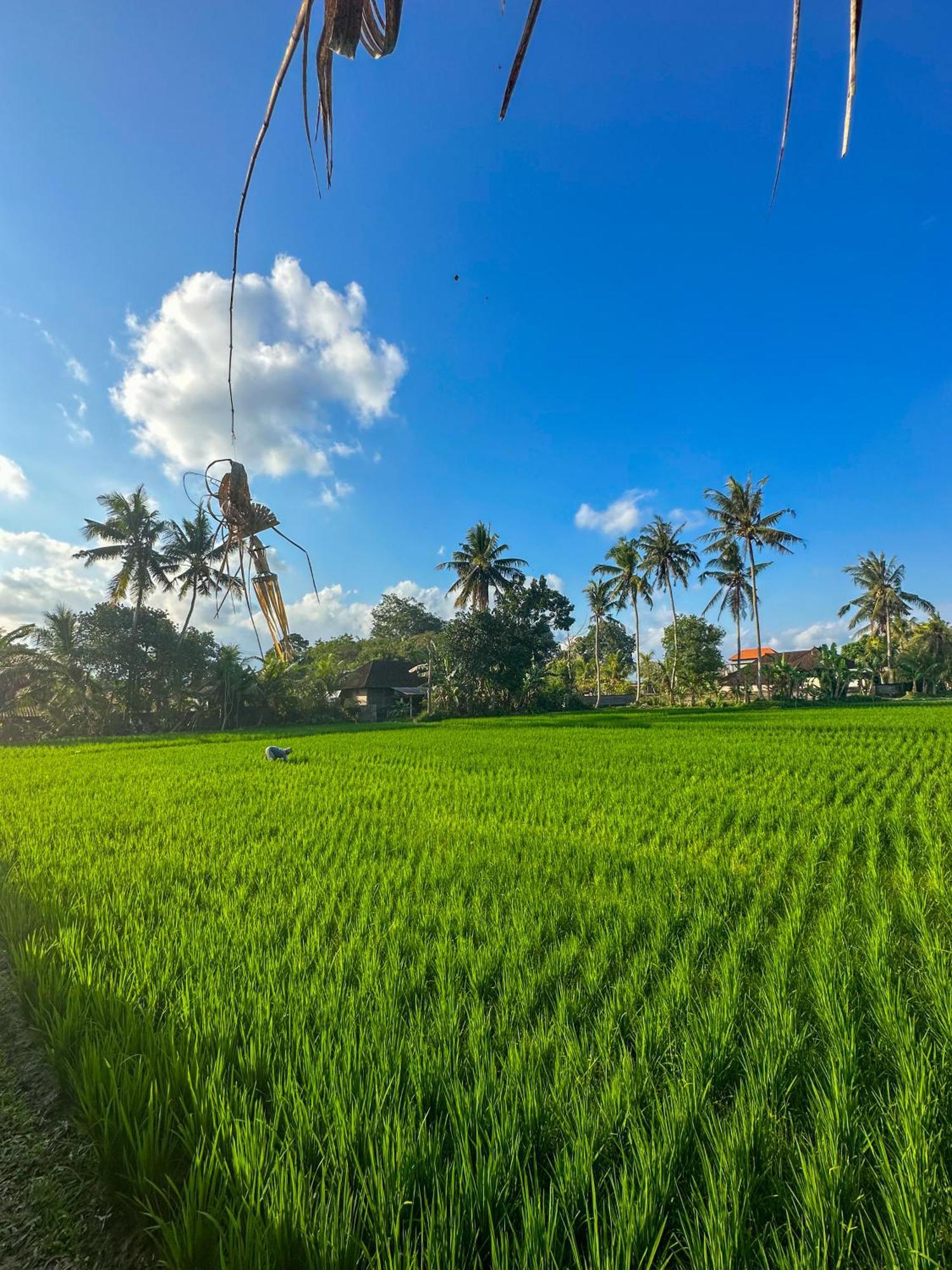 Nunu Bali Eco Friendly Retreat Hotell Canggu Exteriör bild
